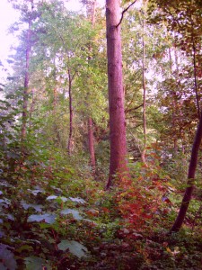 Wald im frühen Herbst